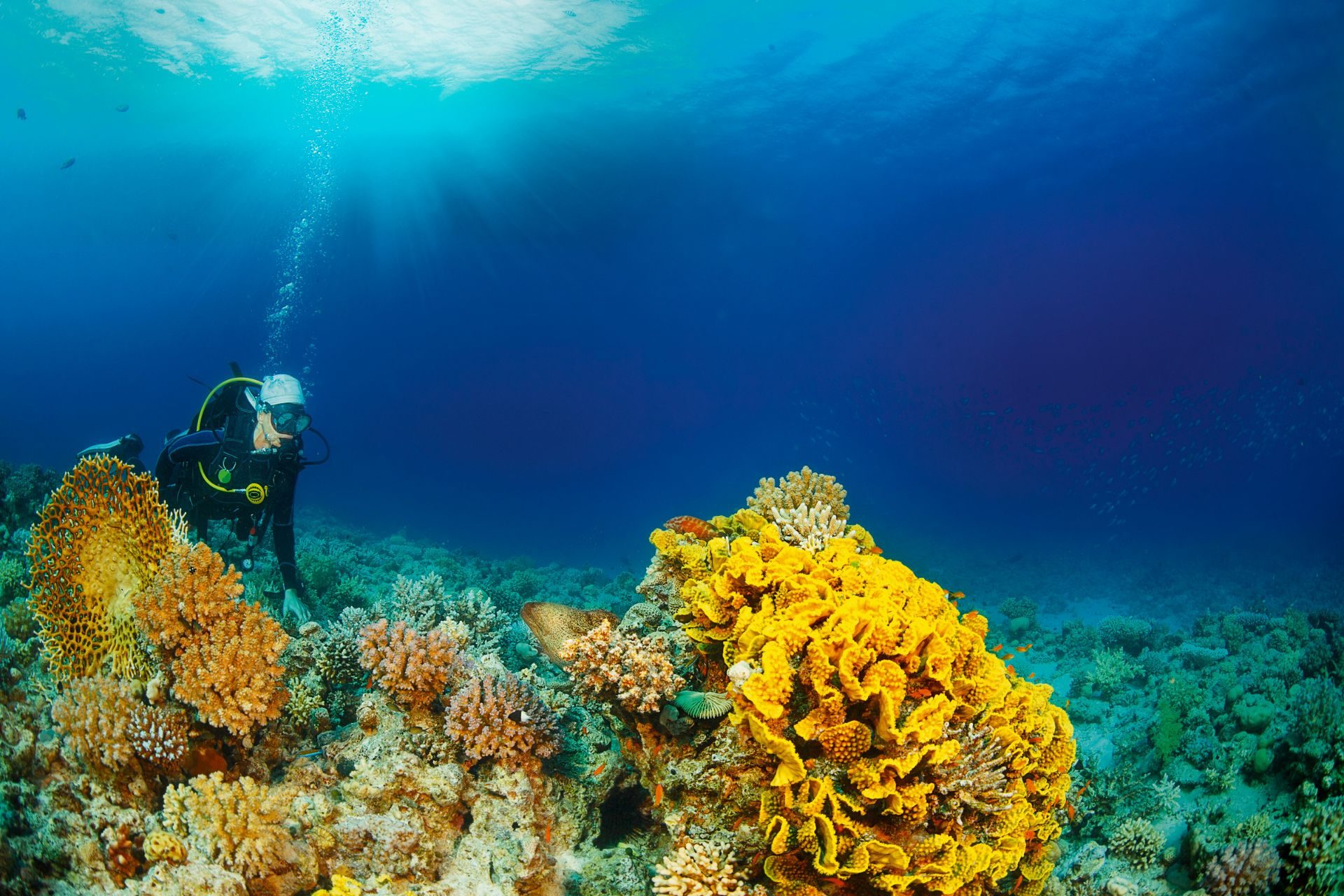 Diving Tobago